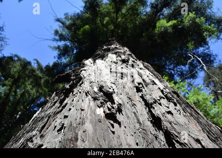 Tiro ad angolo basso di corteccia robusta su un tronco di un enorme sequoia albero di sequoia Foto Stock