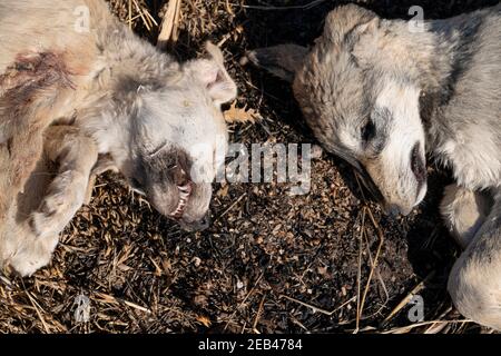 Vista dall'alto delle teste di due cani cuccioli morti che giacciono a terra. Foto Stock