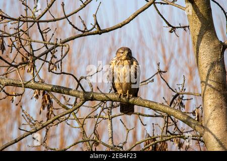 Buzzard in attesa su una filiale Foto Stock