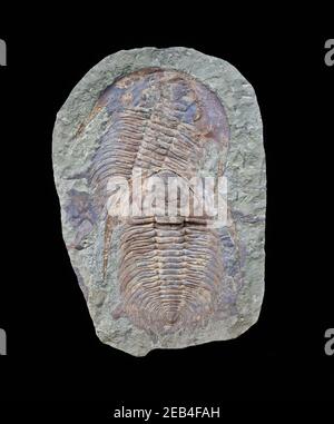 Fossili : trilobite Foto Stock