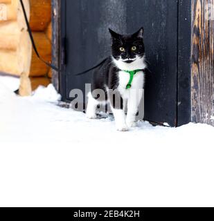 Ritratto di un giovane bel gatto bianco e nero che guarda negli occhi gialli. Foto Stock