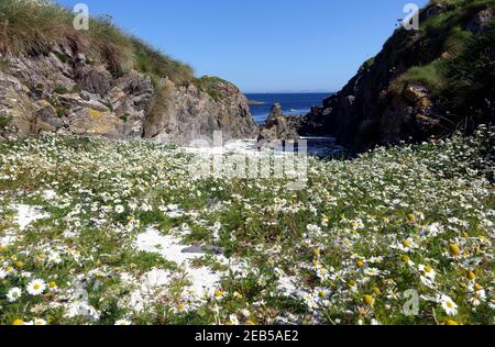 Le margherite selvatiche dell'occhio di bue, leucanthemum vulgare, su un'isola deserta al largo della costa occidentale della Scozia Foto Stock