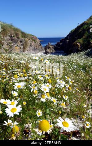 Le margherite selvatiche dell'occhio di bue, leucanthemum vulgare, su un'isola deserta al largo della costa occidentale della Scozia Foto Stock
