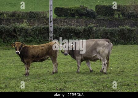 Coppia di mucche che pascolano su un prato verde Foto Stock
