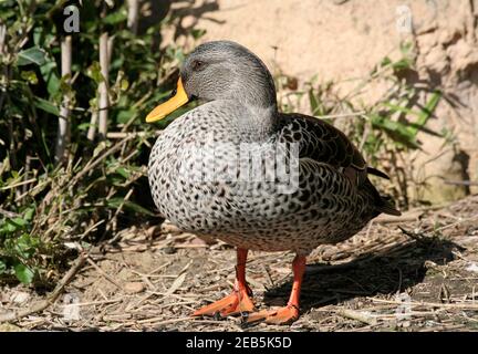 Femmina Mallard Duck in piedi Foto Stock