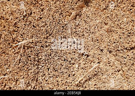 Trebbiatura del grano nella fattoria di Somerset Foto Stock