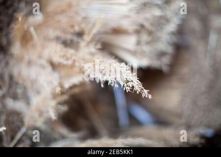 Trebbiatura del grano nella fattoria di Somerset Foto Stock