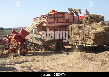 Trebbiatura del grano nella fattoria di Somerset Foto Stock