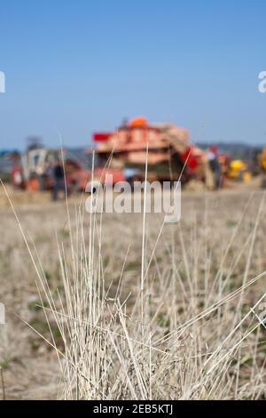 Trebbiatura del grano nella fattoria di Somerset Foto Stock