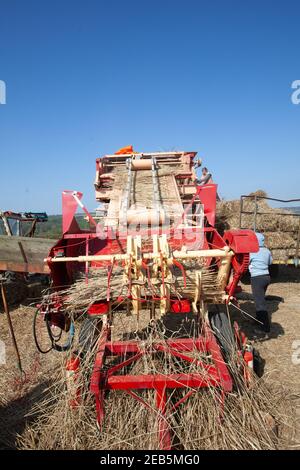 Trebbiatura del grano nella fattoria di Somerset Foto Stock