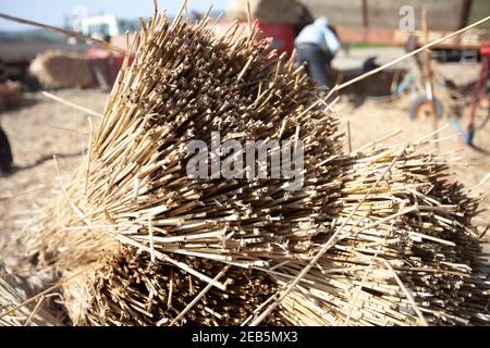 Trebbiatura del grano nella fattoria di Somerset Foto Stock