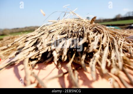 Trebbiatura del grano nella fattoria di Somerset Foto Stock