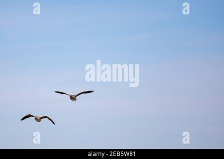 Greylag goose (Anser anser) coppia Foto Stock