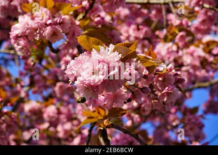 Primo piano di una bella fioritura di ciliegi rosa durante la primavera in Germania. Sfondo blu cielo. Foto Stock