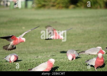 Nutrire gli uccelli rosa australiani Foto Stock