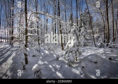 DE - BAVIERA: Scena invernale vicino a Bad Toelz (HDR-Image) Foto Stock