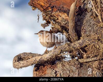 Wren Troglodytes troglodytes alla ricerca di cibo nella neve Norfolk invernale Foto Stock