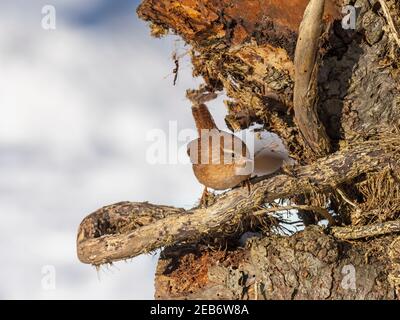 Wren Troglodytes troglodytes alla ricerca di insetti nella neve Norfolk invernale Foto Stock