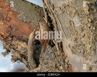 Wren Troglodytes troglodytes alla ricerca di insetti nella neve Norfolk invernale Foto Stock