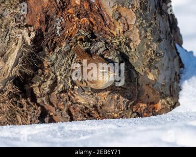 Wren Troglodytes troglodytes alla ricerca di insetti nella neve Norfolk invernale Foto Stock