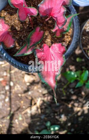 Caladium Red mandova (Caladium sp) merupakan tanaman hias yang memiliki warna merah muda dengan warna tepi daun hijau tua. Tanaman ini memiliki tekstu Foto Stock