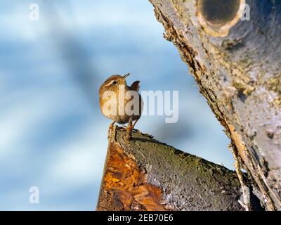 Wren Troglodytes troglodytes alla ricerca di insetti nella neve Norfolk invernale Foto Stock