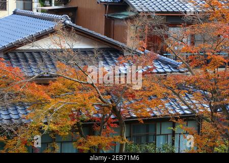 Colori autunnali nel quartiere residenziale di Kyoto, Giappone. Generico case giapponesi e albero d'acero fogliame autunnale. Foto Stock
