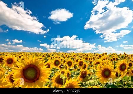 Paesaggio agricolo. Campo di girasole giallo senza fine sotto il cielo blu vista, Medjimurje regione del nord della Croazia Foto Stock