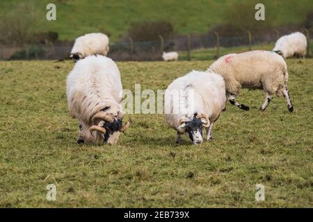 Pascolo di pecore in un campo su Bodmin Moor in Cornovaglia, Regno Unito. Foto Stock