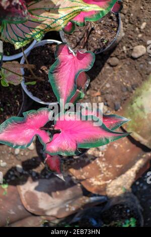 Caladium Red mandova (Caladium sp) merupakan tanaman hias yang memiliki warna merah muda dengan warna tepi daun hijau tua. Tanaman ini memiliki tekstu Foto Stock