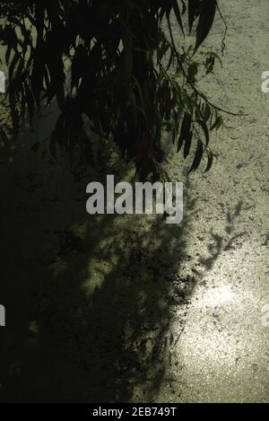 Un salice piangente pende su un lago coperto di alghe a Broomfield Park, Londra, Regno Unito Foto Stock