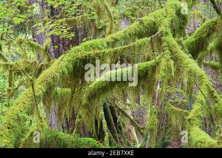 Moss Covered TreesHoh Rain Forest Olympic National Park Washington state, USA LA001655 Foto Stock