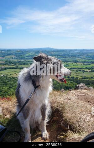 Happy Smiling Blue Merle Border Collie Dog in cima al Wrekin, Telford Hill, Summit View, West Midlands, Shropshire, Inghilterra, Regno Unito Foto Stock