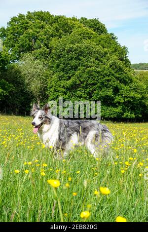 Blue merle bordo collie cane in campo di buttercup giallo, campagna, il Wrekin, Telford Hill, West Midlands, Shropshire, Inghilterra, Regno Unito Foto Stock