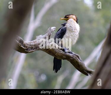 Australian Pied Cormorant Foto Stock