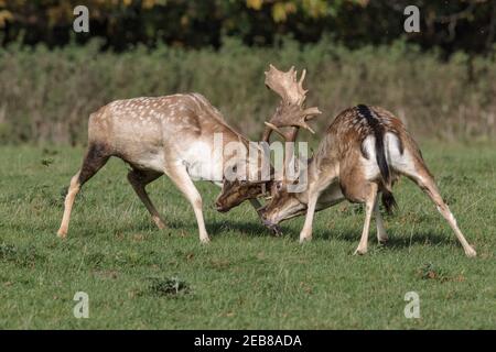 Daino Foto Stock
