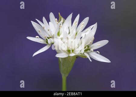 La cipolla selvaggia - Ramsons in fiore Foto Stock