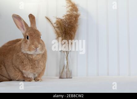 Rufus Rabbit posa su morbida coperta bianca con sfondo bianco di wainscot. Colori neutri naturali e spazio di copia texture. Foto Stock