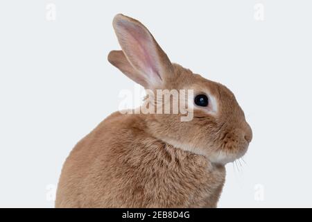 Rufus Rabbit posa su morbida coperta bianca con sfondo bianco di wainscot. Colori neutri naturali e spazio di copia texture. Foto Stock