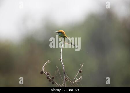 Little Green Bee Eater seduto su un ramo Foto Stock