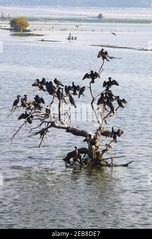 Cormorani arroccati su un albero in un lago Foto Stock