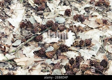 lotto intero di piccoli coni di pino, gnawed da scoiattolo. foglie di quercia bagnate dell'anno scorso, ramoscelli asciutti e sfondo di ghiande Foto Stock