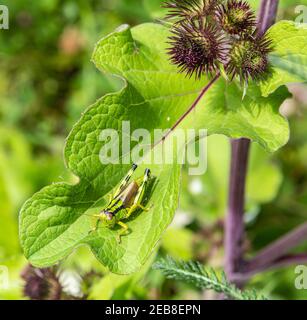 Miramella Alpina Grasshopper sulla foglia verde. Messa a fuoco selettiva Foto Stock