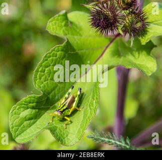 Miramella Alpina Grasshopper sulla foglia verde. Messa a fuoco selettiva Foto Stock