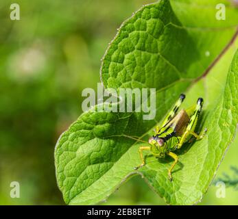 Miramella Alpina Grasshopper sulla foglia verde. Messa a fuoco selettiva Foto Stock