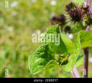 Miramella Alpina Grasshopper sulla foglia verde. Messa a fuoco selettiva Foto Stock