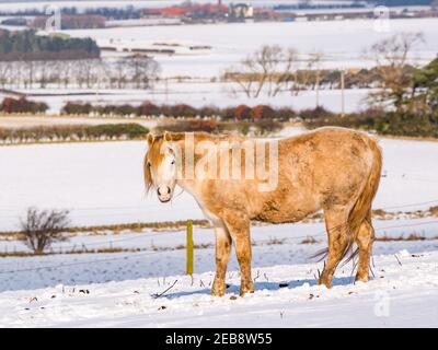 East Lothian, Scozia, Regno Unito, 12 febbraio 2021. Regno Unito tempo: Un cavallo pascola in un campo nella neve d'inverno sotto il sole Foto Stock