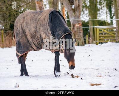 East Lothian, Scozia, Regno Unito, 12 febbraio 2021. UK Weather: Un cavallo bruno che indossa una coperta di cavallo pascola nella neve d'inverno con poco da trovare a mangiare tranne il fieno lasciato dal suo proprietario Foto Stock