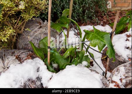 Zantedeschia aethiopica, giglio di Arum, bulbi protetti, rizomi, con sacchi a foglia per l'isolamento contro il gelo e la neve nel Regno Unito in climi più freddi Foto Stock