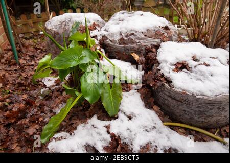 Zantedeschia aethiopica, giglio di Arum, bulbi protetti, rizomi, con sacchi a foglia per l'isolamento contro il gelo e la neve nel Regno Unito in climi più freddi Foto Stock